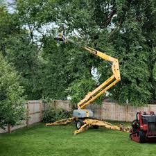 How Our Tree Care Process Works  in  Lakewood, IL